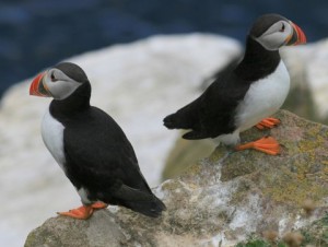 Puffins on the Saltee Islands